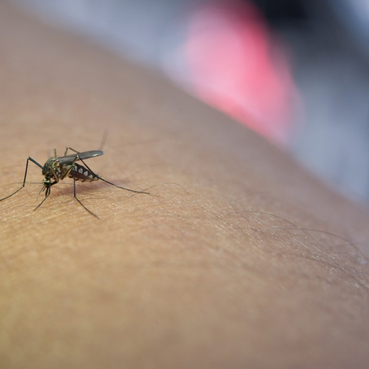 Sarandi mantém estabilidade nos casos de dengue e não registra novas confirmações nas últimas semanas